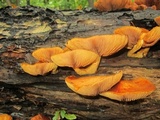 Gymnopilus luteus image