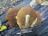Gymnopilus luteus image