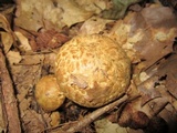 Gyroporus cyanescens image