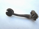 Helvella pezizoides image