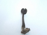 Helvella pezizoides image