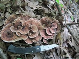 Hydnellum concrescens image