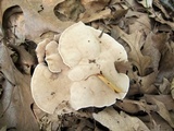 Hydnellum spongiosipes image