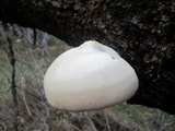 Hypsizygus ulmarius image