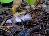 Inocybe pallidicremea image