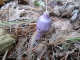 Inocybe pallidicremea image