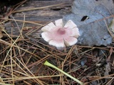 Inocybe pallidicremea image
