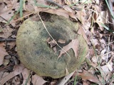 Lactarius atroviridis image