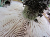 Lactarius atroviridis image