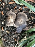 Tricholoma terreum image
