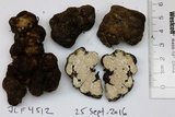 Rhizopogon alexsmithii image