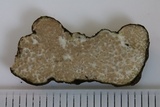 Rhizopogon alexsmithii image