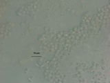 Rhizopogon alexsmithii image