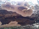 Cerrena unicolor image