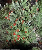 Cladonia didyma image