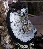 Image of Pannaria andina