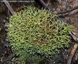Cladia aggregata image