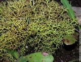 Cladia aggregata image
