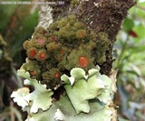 Leptogium phyllocarpum var. phyllocarpum image