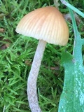 Galerina semilanceata image