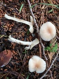 Clitocybe fragrans image
