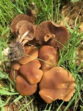 Psathyrella piluliformis image