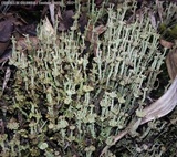 Cladonia subcervicornis image