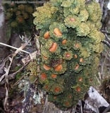 Leptogium phyllocarpum var. phyllocarpum image
