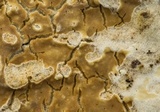 Phanerochaete sordida image