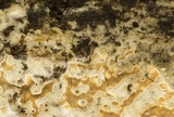 Phanerochaete sordida image
