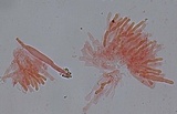 Phanerochaete sordida image