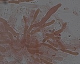 Phanerochaete sordida image