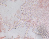 Phanerochaete sordida image