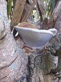 Ganoderma zonatum image
