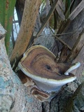 Ganoderma zonatum image