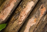 Ceriporia purpurea image