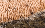 Ceriporia purpurea image