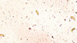 Ceriporia purpurea image