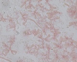 Ceriporia purpurea image