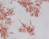 Ceriporia purpurea image