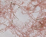 Ceriporia purpurea image