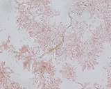 Ceriporia purpurea image