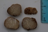 Image of Cazia flexiascus