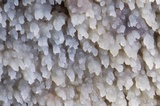 Stypella subgelatinosa image