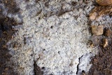 Stypella subgelatinosa image