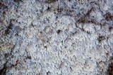 Stypella subgelatinosa image