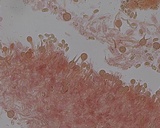 Stypella subgelatinosa image