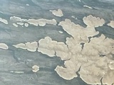 Lauriliella taxodii image