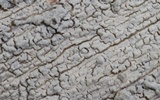 Hyphodontia sambuci image