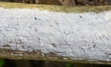 Hyphodontia sambuci image